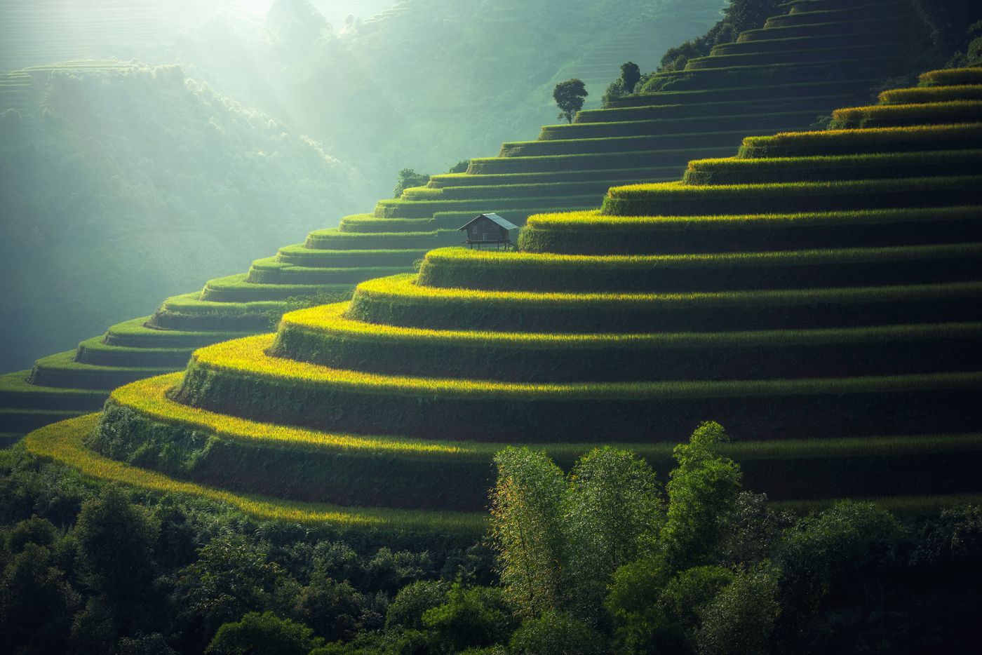 Layered green agricultural terraces